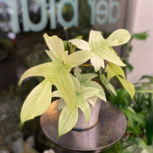 幽灵蔓绿绒佛罗里达飞机美人锦室内盆栽好养趣味爬藤净化空气植物