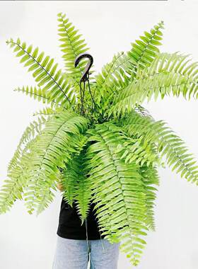 霸王蕨长叶肾蕨波士顿蕨附生植物大型蕨类壁挂浴室内卫生间垂挂