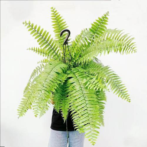 霸王蕨长叶肾蕨波士顿蕨附生植物大型蕨类壁挂浴室内卫生间垂挂