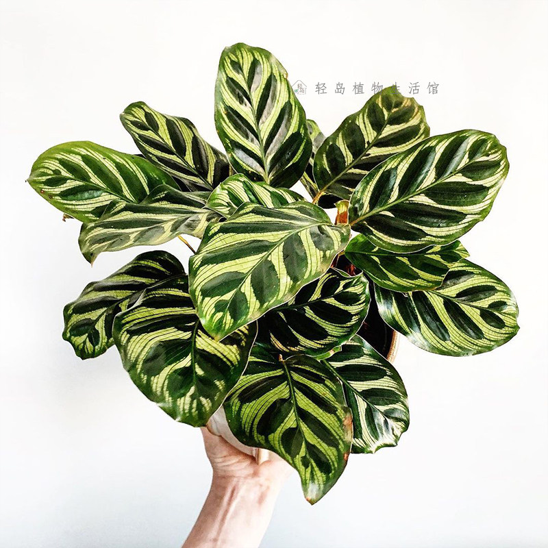 孔雀竹芋彩虹金梦竹芋锦化盆栽绿植物室内桌面净化空气好养北欧风,鲜花速递/花卉仿真/绿植园艺,海芋,淘宝优惠券,粉丝福利购,淘宝优惠卷