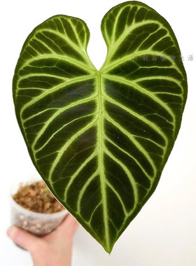 帝王花烛脑纹室内绿植物盆栽
