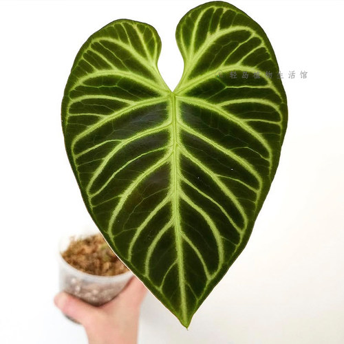 帝王花烛脑纹室内绿植物盆栽