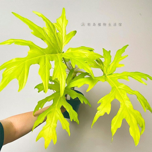 黄金春雨瓦塞维奇蔓绿绒撕裂春羽赛洛姆瓦萨维奇热带稀有植物盆栽