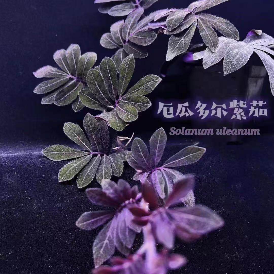 厄瓜多尔紫茄室内观叶绿植物垂钓网红热植新手可养耐阴治愈盆栽
