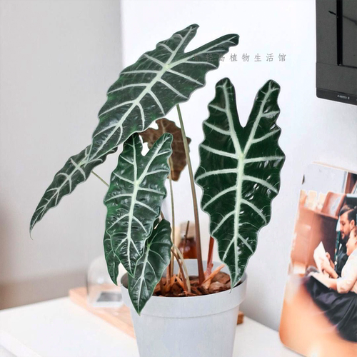 大仙女小仙女海芋竹芋室内盆栽桌面黑叶观音莲非洲面具绿植物网红
