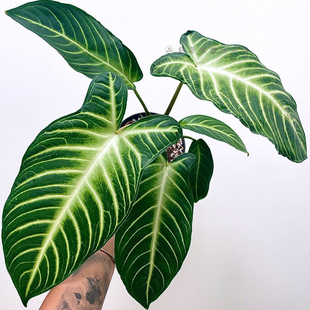 乳脉千年芋盆栽室内绿植观叶植物阳台庭院Caladium Xanthosoma