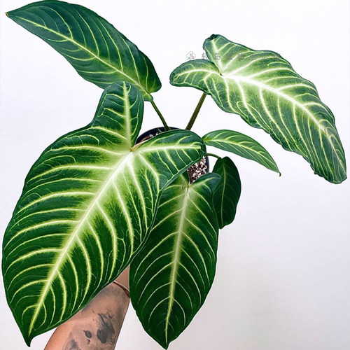 乳脉千年芋盆栽室内绿植观叶植物阳台庭院Caladium (Xanthosoma)