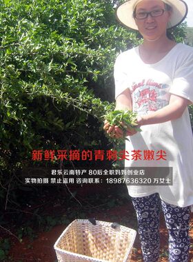 云南文山野生青刺尖茶