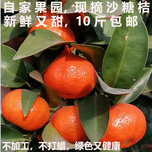 自家果园广西正宗砂糖橘皮薄多汁纯甜新鲜水果沙糖桔橘子10斤包邮