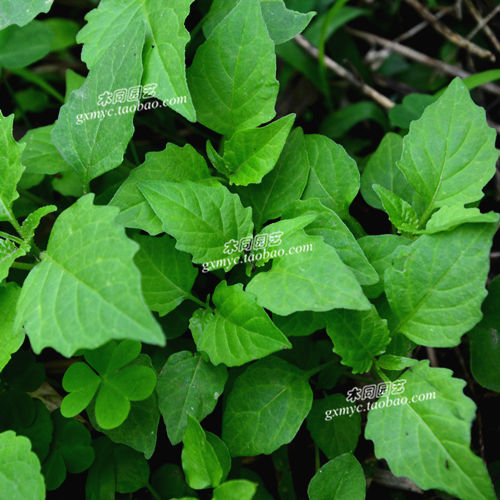 白花菜种子和苗 少花龙葵黑天天 蔬菜野菜野果阳台盆栽 满包邮 鲜花速递/花卉仿真/绿植园艺 绿植 原图主图