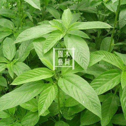 帝王菜种子和苗 埃及国王菜叶用黄麻蔬菜野菜籽阳台盆栽 满包邮