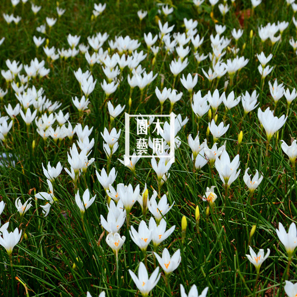 白花风雨兰 白色葱兰韭兰 球根花卉植物阳台盆栽 易爆盆 满包邮