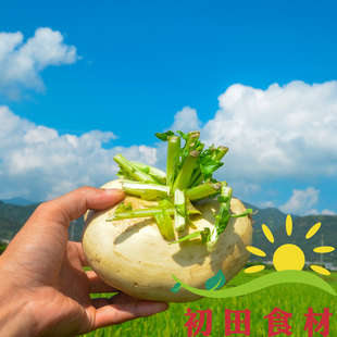 盘菜 盆菜 新鲜 香大头健康芜菁 温州特产