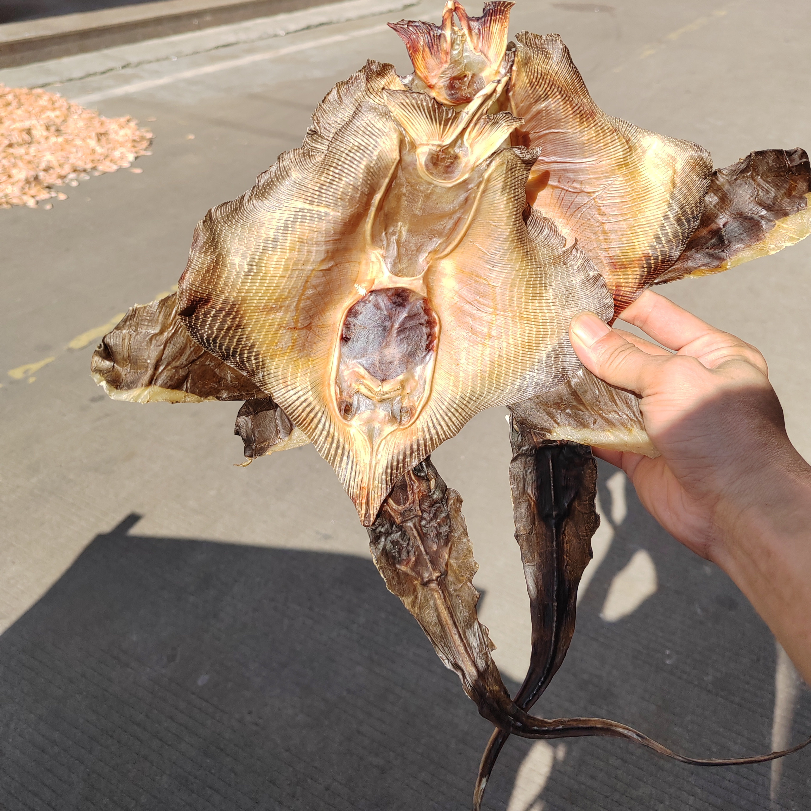 温州特产鱼干皮鱼干黄肤鱼干琵琶鱼魔鬼鱼大地鱼鳐鱼干鱼皮干货