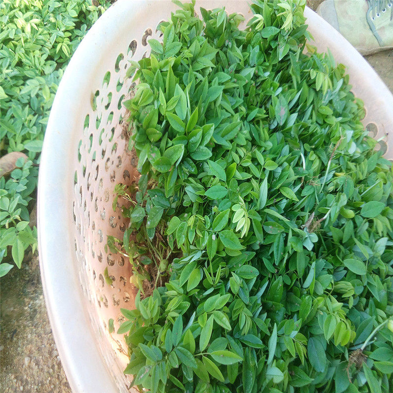 海南黄花梨树小奶芽苗 上杯苗乡土树苗 植物庭院栽 红木 降香黄檀