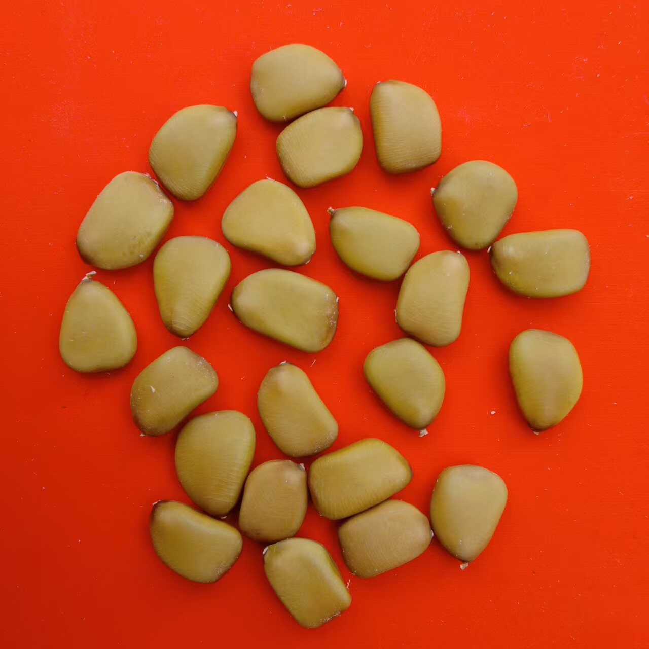 洋金凤 金凤花蝴蝶花 黄蛱蝶 蛱蝉花 庭院灌木城市绿化种子一斤