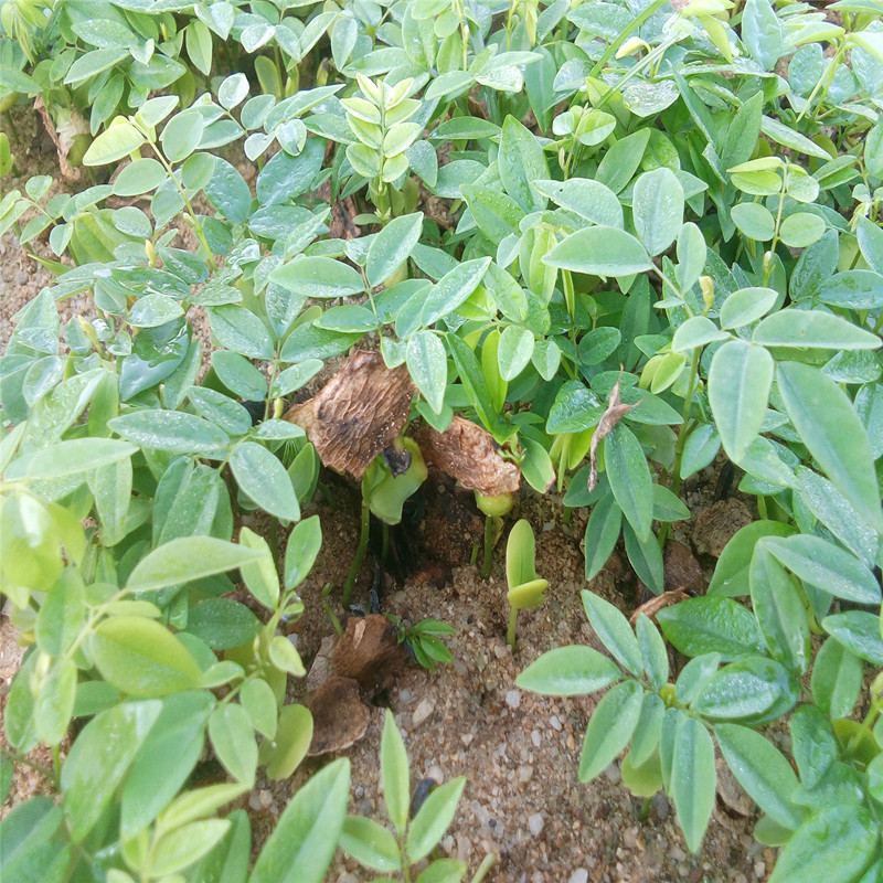 花梨苗苗场可移栽培育大苗