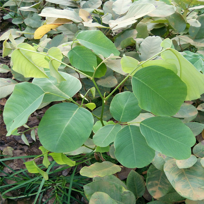 檀香紫檀苗 印度小叶紫檀树苗 珍稀乡土红木树种带土常绿名贵树苗