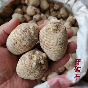 云南穿破石 苗家特产可食用产品500克 泽泻中药材泡酒料展会热卖