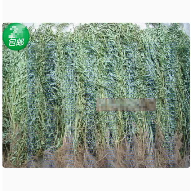 广西野生叶下珠新晒珍珠草