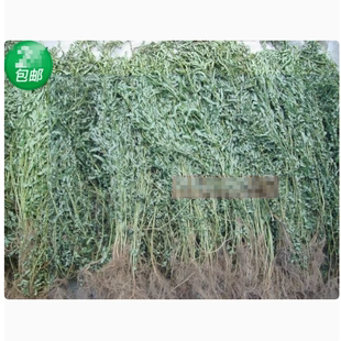 广西 野生叶下珠 新晒珍珠草干货 龙珠 珠仔草整株全草带根中药材