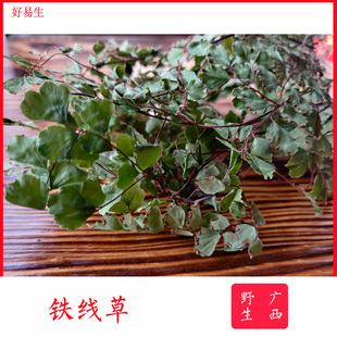 铁线草 野生广西 黑脚蕨 乌脚枪 黑骨芒萁 铁线蕨 猪鬃草水猪毛七