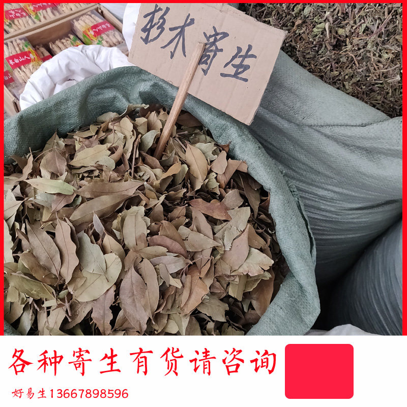 杉木寄生 另有油柑树水翁核桃树桑寄生柒木山楂树 龙眼桐油沙田柚