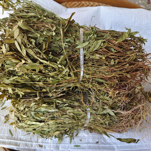 野生广西小叶瓜子金细叶金不换