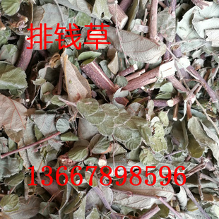 野生 排钱草 广西龙鳞草 叠钱草双排钱 钱串草钱排草午时合农产品