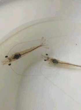 海南南美白对虾苗，淡水苗养殖，虾苗出售