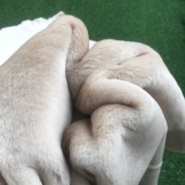 Yg523羊羔毛皮毛一体真皮手工DIY皮料澳毛雪花密绒