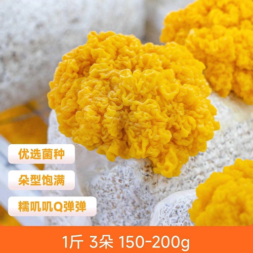 辰颐物语严选新鲜金耳金色银耳福建古田白木耳3朵装熬银耳汤凉拌