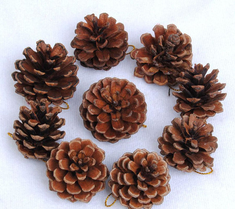 天然松果美国湿地松塔干果乡村家饰圣诞用品装饰场景布置拍摄道具