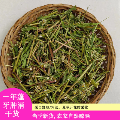 河南一年蓬干草中药材农家自晒