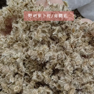 南鹤虱河南野胡萝卜籽虱子草窃衣子中药材农家自晒当季新货