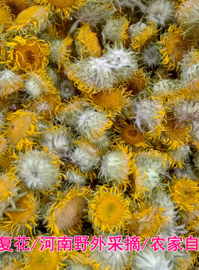 河南小苦菊野外旋覆花中草药农家自晒散装旋覆花茶六月菊金佛草