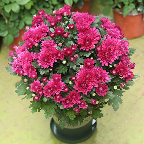 菊花盆栽四季养易活室内庭院