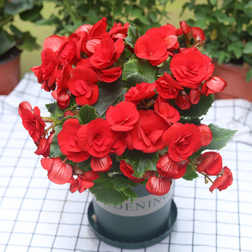 丽格重瓣海棠花盆栽四季开花好养室内阳台盆景大花卉观花植物海棠