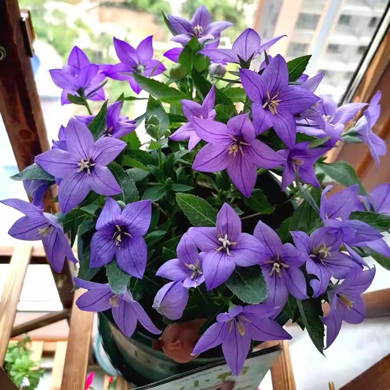 耐寒四季好养活花卉绿植物洋桔梗