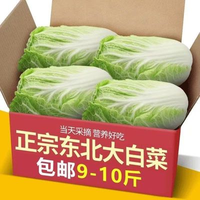 东北黄芯大白菜腌酸菜用开锅烂糊