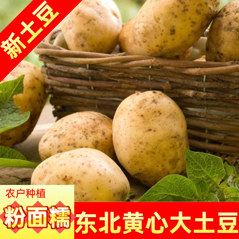 东北黄皮黄心土豆干面甜起沙新鲜洋芋马铃薯辅食