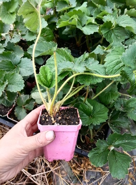 2025山点水红 白，粉草莓p7盆苗 新手种植易成活