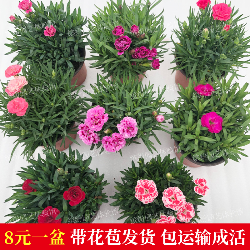 四季开花康乃馨盆栽带花苞花苗室内阳台庭院花卉时令草本花卉好养