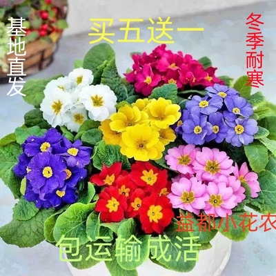 报春花草本植物阳台冬春漂亮耐寒