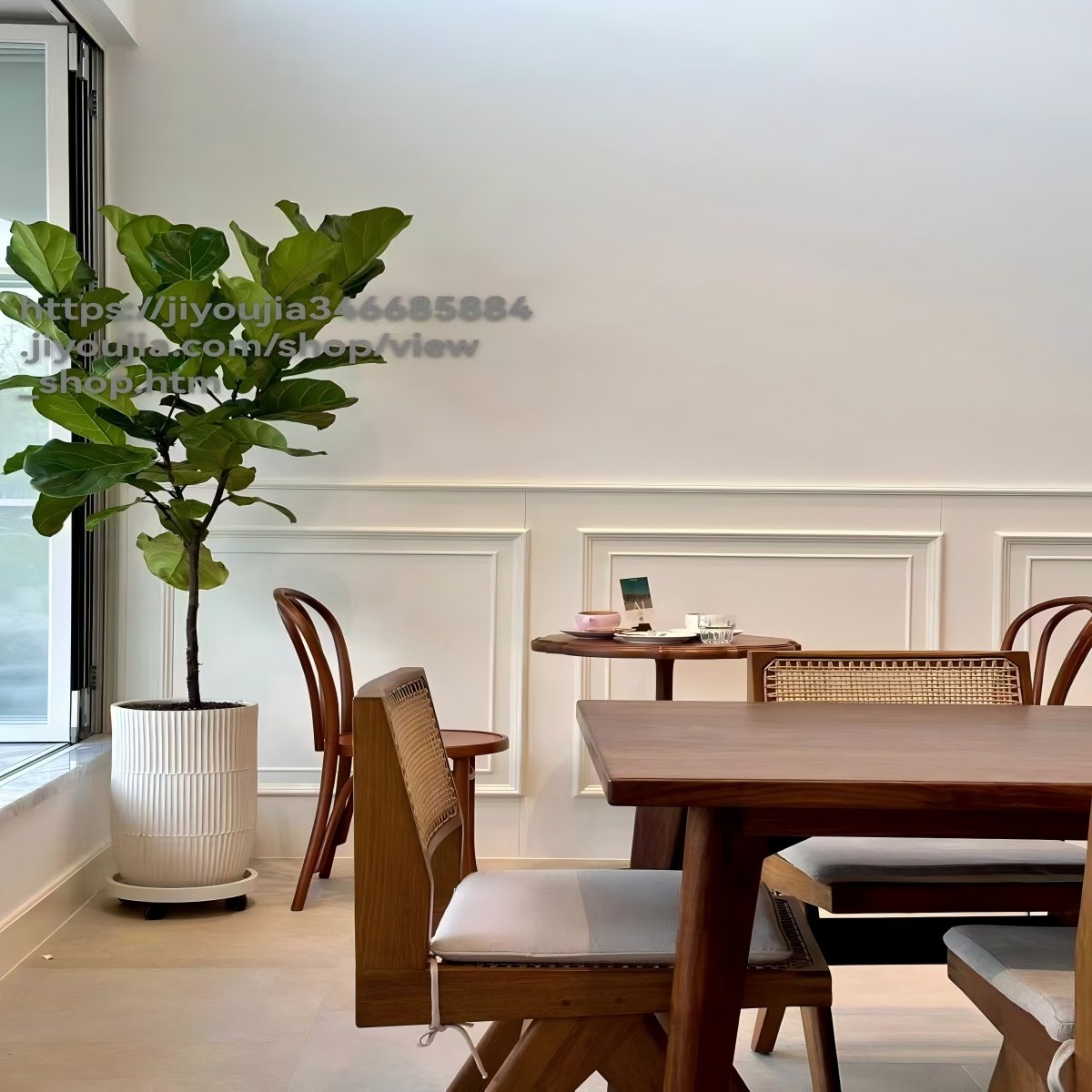 琴叶榕绿植好养净化空气养死包赔