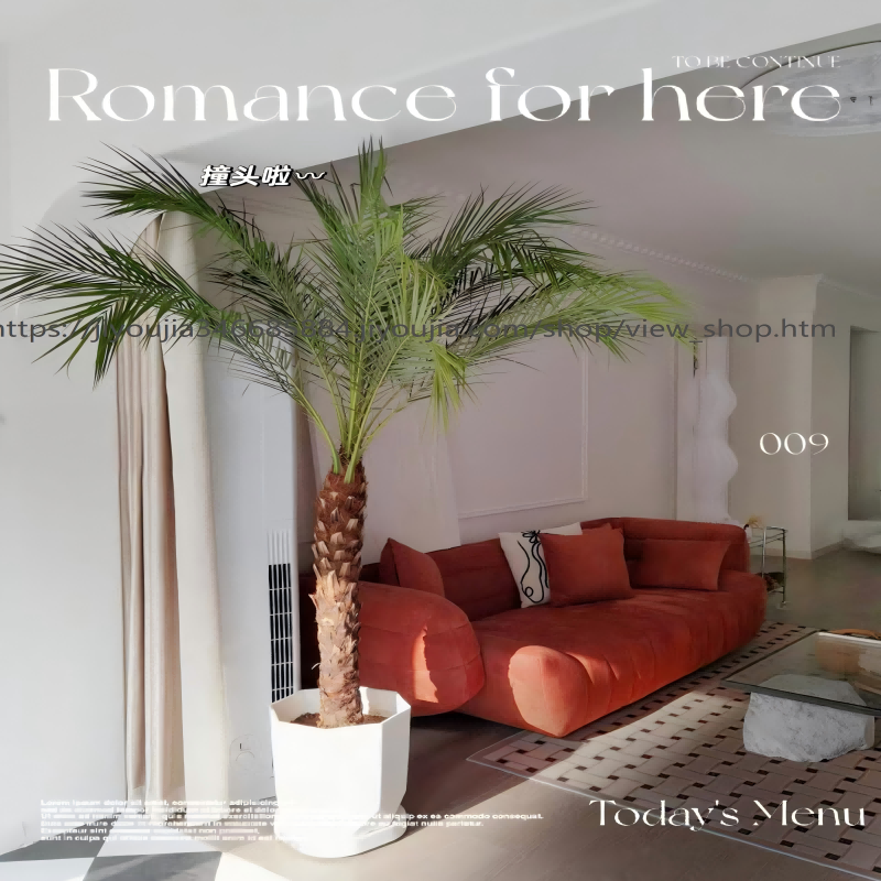 特A级针葵好养耐活30天养死包赔