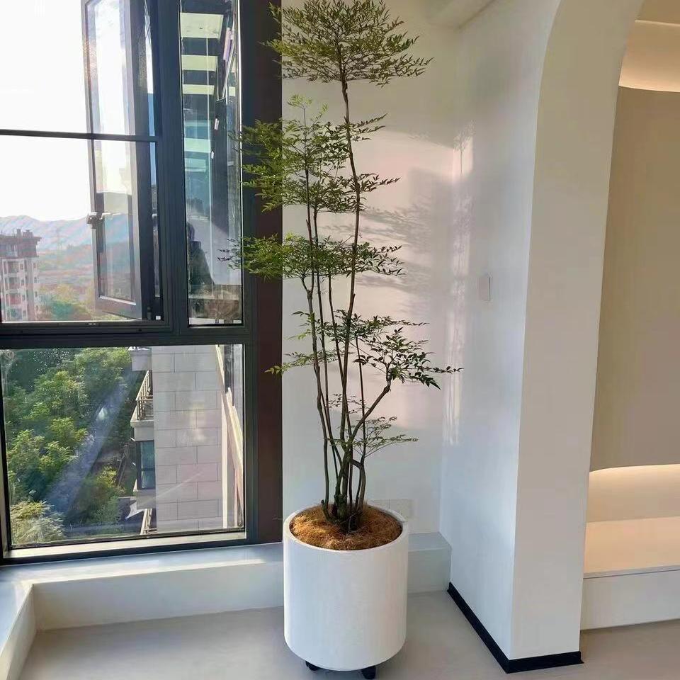 南天竹盆栽老桩室内客厅阳台大型绿植禅意庭院造景植物好养活真树