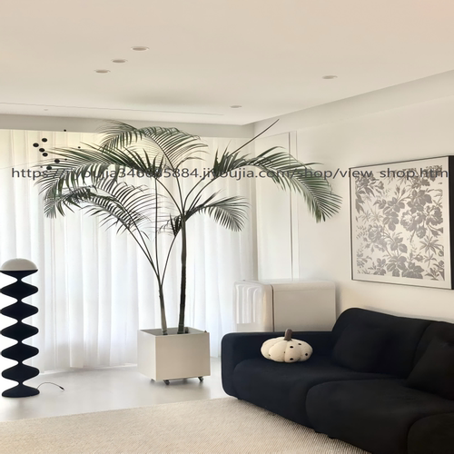 A级老桩散尾葵好养易活养死包赔