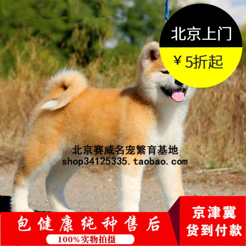 纯种赛级血统秋田幼犬出售日本柴犬家养活体宠物狗狗?#26412;?#21487;自提