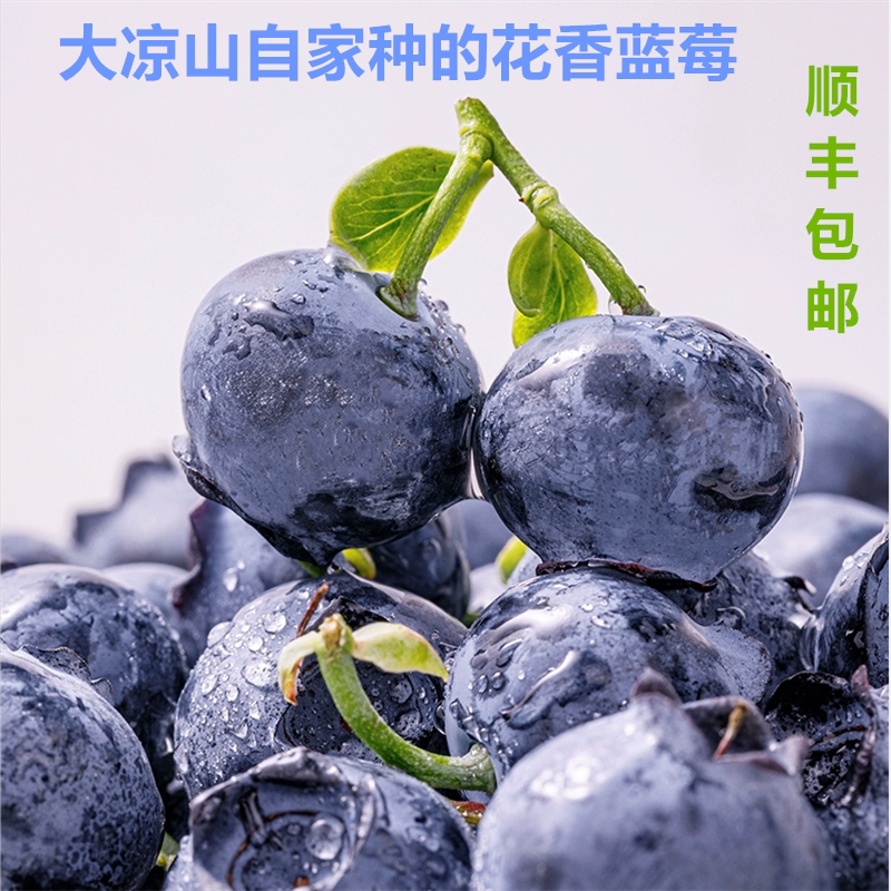 现摘现发四川大凉山25年当季高山花香蓝莓特大果顺丰包邮孕妇水果